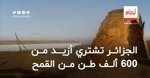 الجزائر تشتري أزيد من 600 ألف طن من القمح