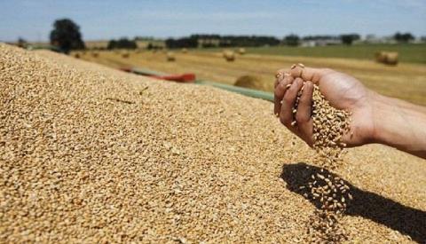 أسعار القمح تقفز مجددا في الأسواق الدولية