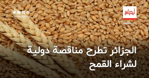 الجزائر تطرح مناقصة دولية لشراء القمح