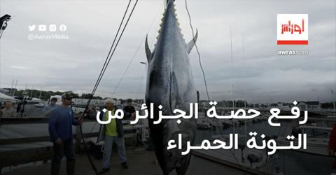 رفع حصة الجزائر من التونة الحمراء لسنة 2024