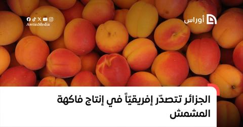 الجزائر تتصدر إفريقيا في إنتاج فاكهة المشمش
