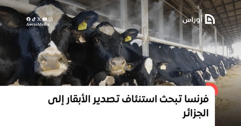 فرنسا تبحث استنئاف تصدير الأبقار إلى الجزائر