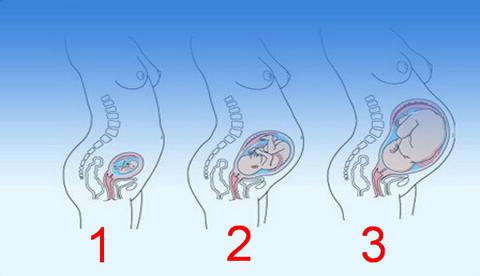 مراحل الحمل و نمو الجنين بالأسابيع و الأشهر