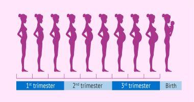 مراحل النمو شهرًا بعد شهر في فترة الحمل