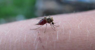 مرض الملاريا الأسباب و الأعراض و العلاج
