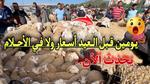 استقبال أول شحنة كباش في عنابة لعيد الأضحى