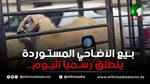 بدء بيع الأضاحي المستوردة في الجزائر