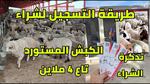 بيع الأضاحي المستوردة في الجزائر لعيد الأضحى