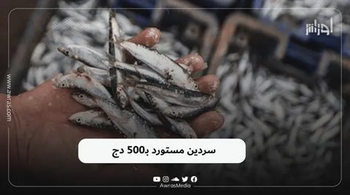 سردين مستورد بـ500 دج