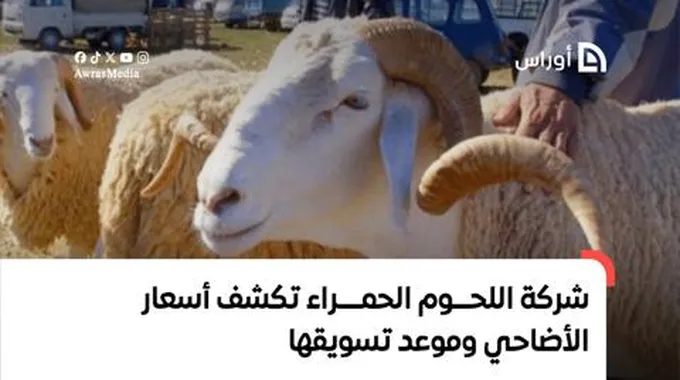 شركة اللحوم الحمراء تكشف أسعار كباش عيد الأضحى