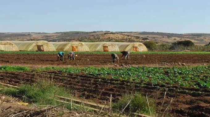 انطلاق التسجيلات للاستفادة من أراضي الاستصلاح