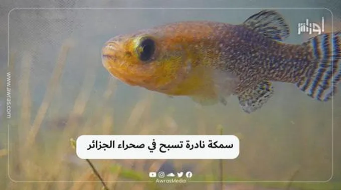 سمكة نادرة تسبح في صحراء الجزائر