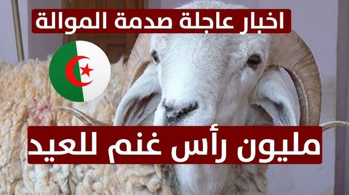 استيراد الأضاحي لعيد الأضحى المبارك