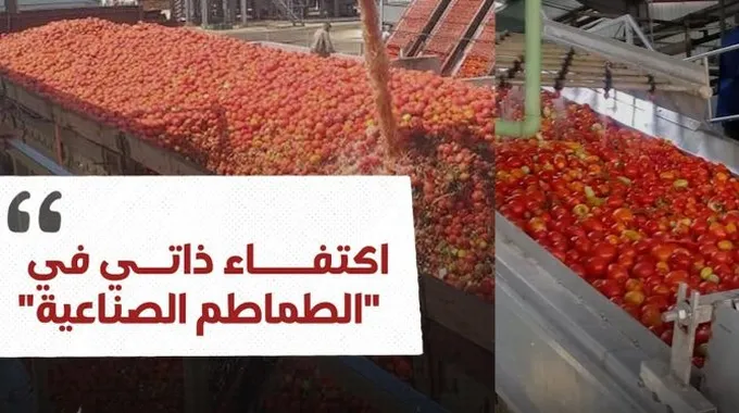 الجزائر تحقق الاكتفاء الذاتي من الطماطم