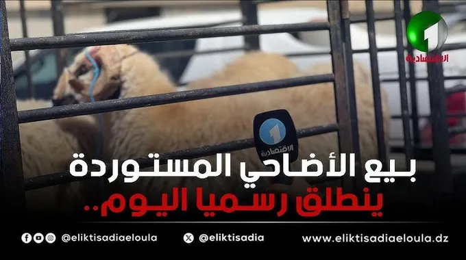 بدء بيع الأضاحي المستوردة في الجزائر