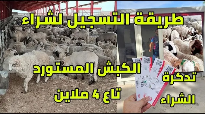 بيع الأضاحي المستوردة في الجزائر لعيد الأضحى