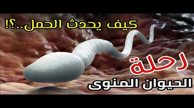 مراحل الحمل وكيفية حدوثه